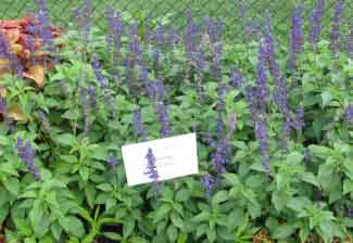 Salvia longispicata x farinacea 'Mystic Spires Blue' 