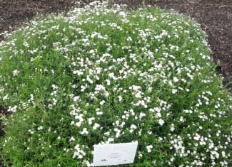 Achillea ptarmica 'Nobelessa' 