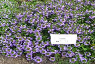 Scaevola aemula 'Outback Purple' 