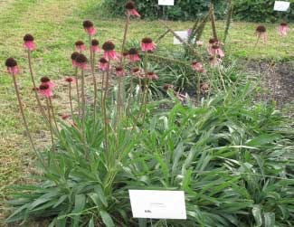 Echinacea pallida