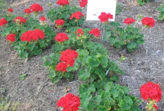 Pelargonium x hortorum 'Patriot Bright Red' 