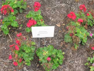 Pelargonium x hortorum 'Patriot Cranberry Red' 