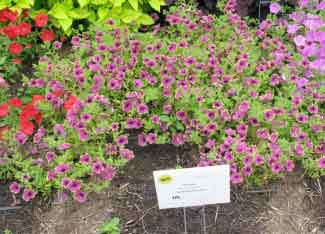 Petunia x hybrida 'Pretty Much Picasso' 