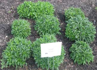 Veronica spicata 'Pink Goblin' 