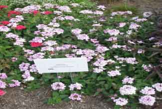 Verbena hybrid 'Superbena Pink Parfait' 