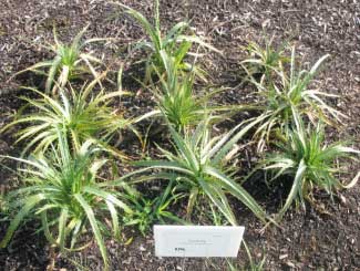 Eryngium proteiflorum