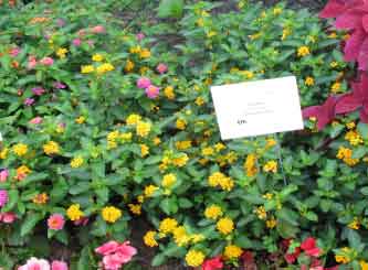 Lantana camara 'Lucky Pure Gold' 