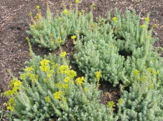 Sedum reflexum