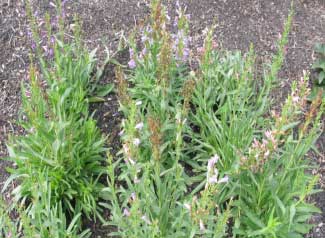 Penstemon barbatus 'Rhondo' 