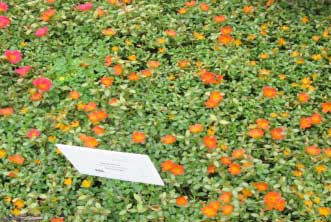 Portulaca grandiflora 'Rio Orange' 