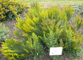 Solidago roanensis