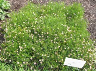 Coreopsis rosea