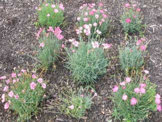 Dianthus gratianopolitanus 'Flavora Rose Shades' 