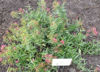 Centranthus ruber 'Rosyred' 