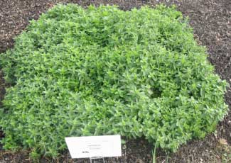 Veronica teucrium 'Royal Blue' 