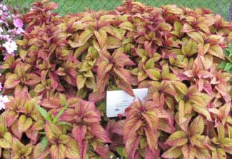 Solenostemon scutellaroides 'ColorBlaze Royal Glissade' 