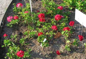 Pelargonium peltatum 'Global Ruby Red' 