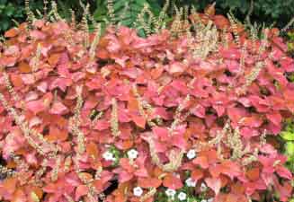 Solenostemon scutellaroides 'ColorBlaze Sedona' 