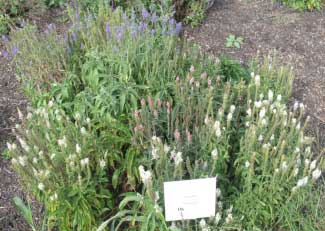 Veronica spicata 'Sightseeing Mix' 