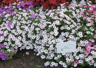 Petunia x hybrida 'Supertunia Vista Silverberry' 