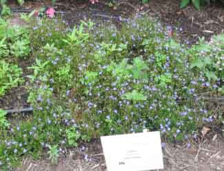 Lobelia erinus 'Laguna Sky Blue' 