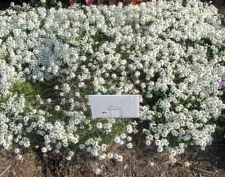 Lobularia hybrid 'Snow Princess' 