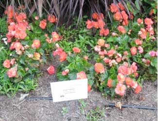 Begonia hybrid 'Solenia Apricot' 