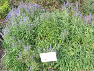 Veronica spicata 'Blue' 