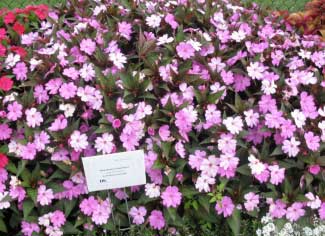 Impatiens hawkeri 'SunPatiens Lavender' 