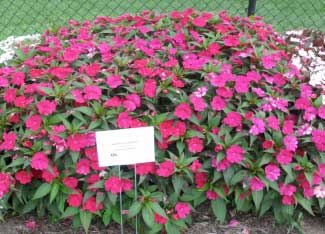 Impatiens hawkeri 'SunPatiens Magenta' 