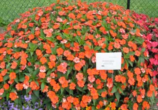 Impatiens hawkeri 'SunPatiens Orange' 