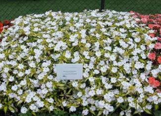 Impatiens hawkeri 'SunPatiens Spreading White' 