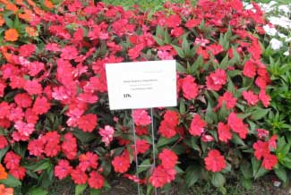 Impatiens hawkeri 'SunPatiens Red' 