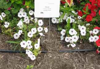 Petunia x hybrida 'Sun Spun Silver' 