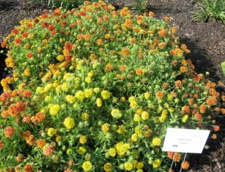 Gaillardia pulchella 'Sundance' 