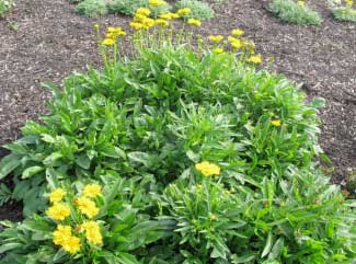 Coreopsis grandiflora 'Sunray' 