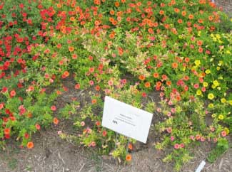 Calibrachoa hybrid 'Superbells Dreamsicle' 