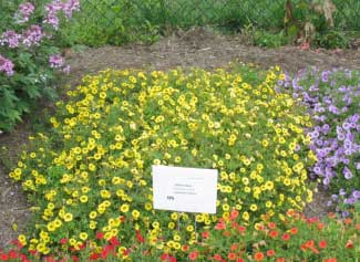 Calibrachoa hybrid 'Superbells Saffron' 