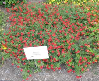 Calibrachoa hybrid 'Superbells Scarlet' 