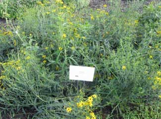 Coreopsis tripteris