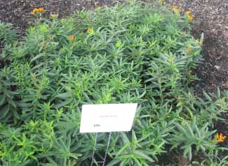 Asclepias tuberosa