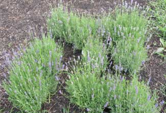 Lavandula angustifolia 'Vicenza Blue' 