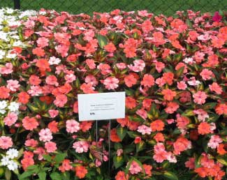 Impatiens hawkeri 'SunPatiens Vigorous Coral' 