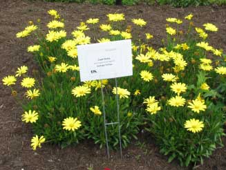 Oteospermum hybrid 'Voltage Yellow' 