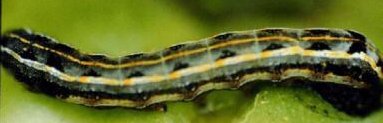 download yellow striped armyworm