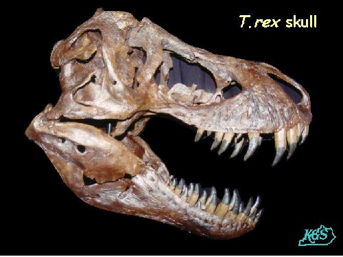 Real Trex Dinosaur