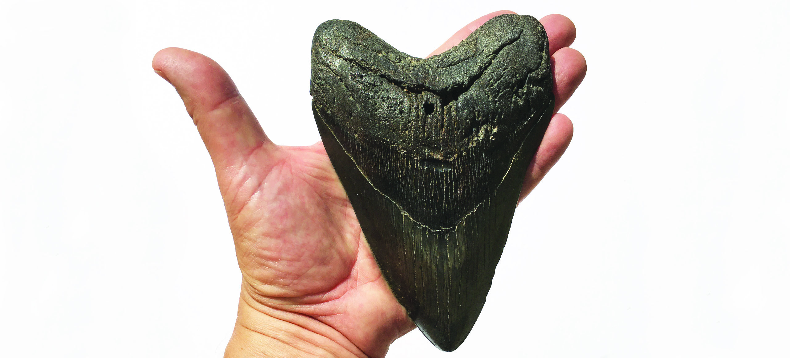 Fossil of the month: Megalodon teeth