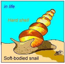 Gastropoda Snails Fossils Kentucky Geological Survey University Of