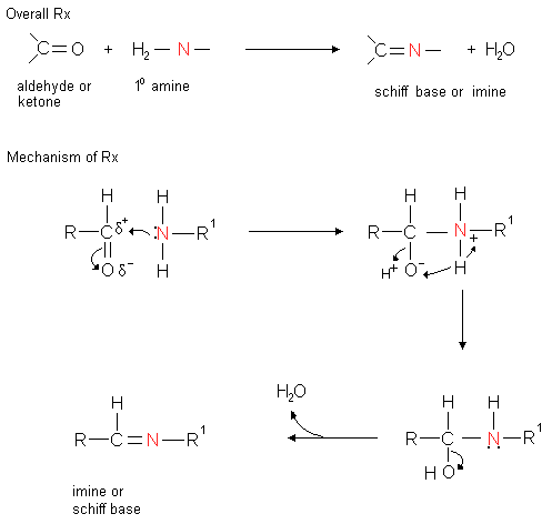 [Formation of Schiff bases]