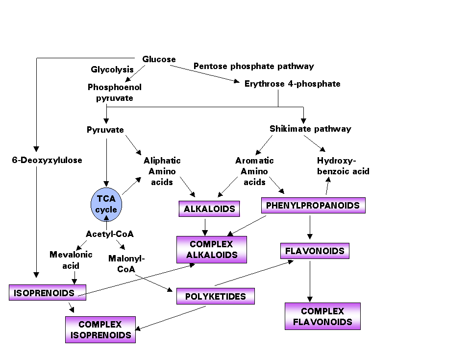 [major groups of secondary compounds]